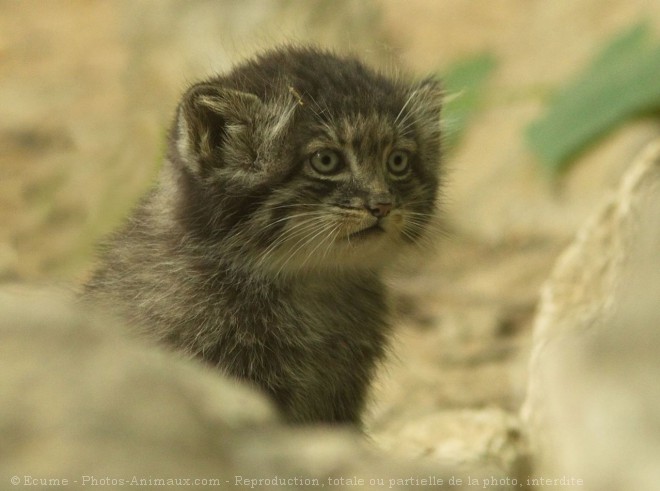 Photo de Chat de pallas