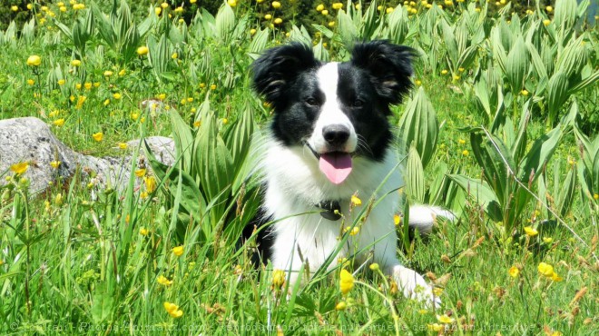 Photo de Border collie