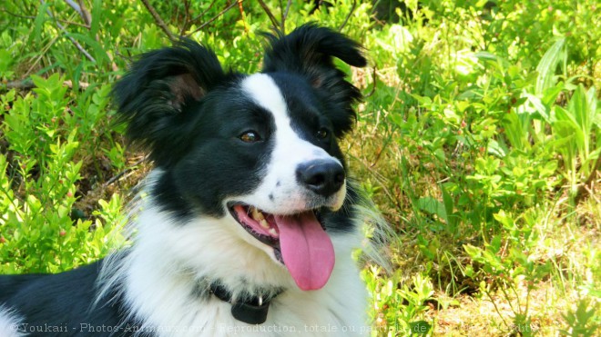 Photo de Border collie