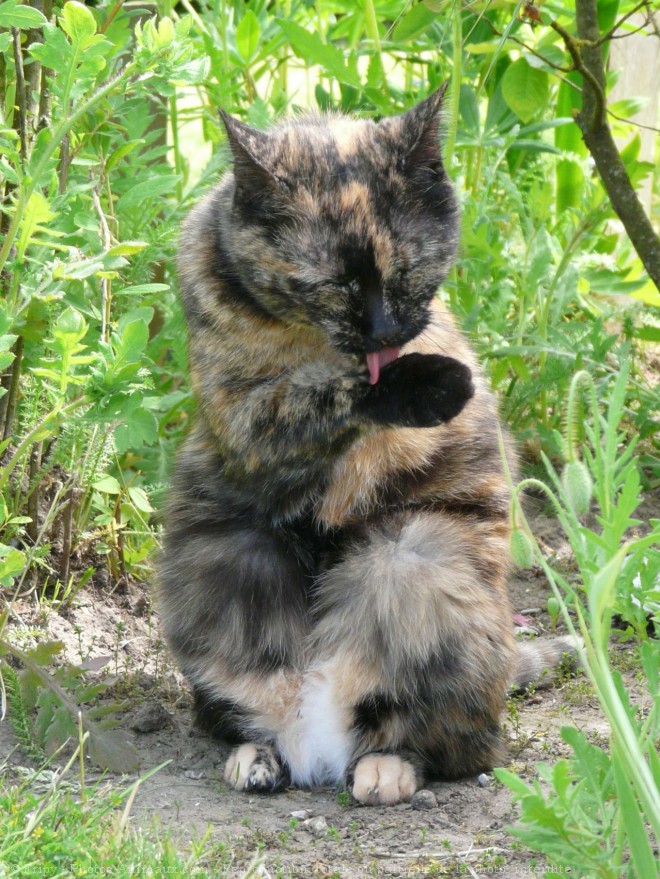 Photo de Chat domestique