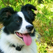 Photo de Border collie