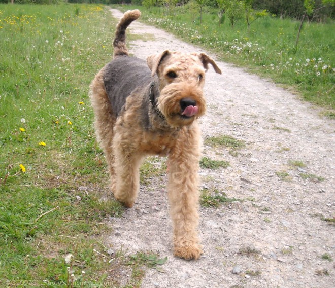 Photo d'Airedale terrier