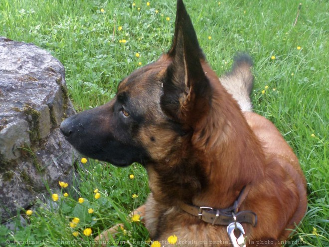 Photo de Berger belge malinois