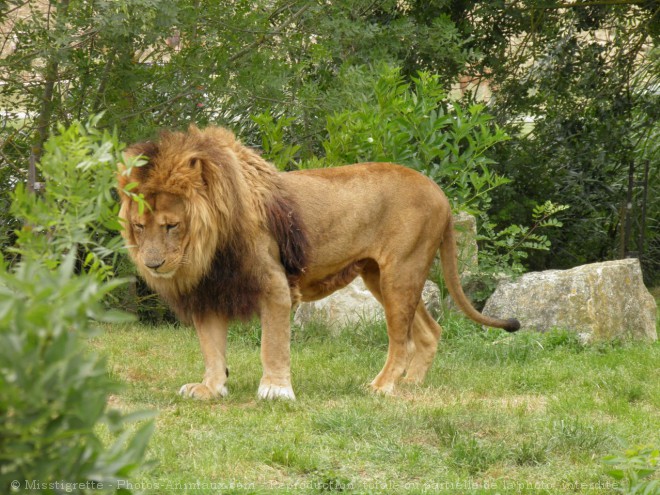 Photo de Lion