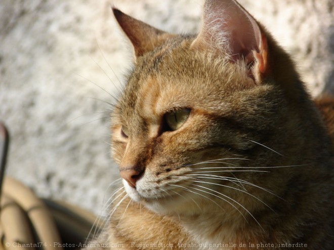 Photo de Chat domestique