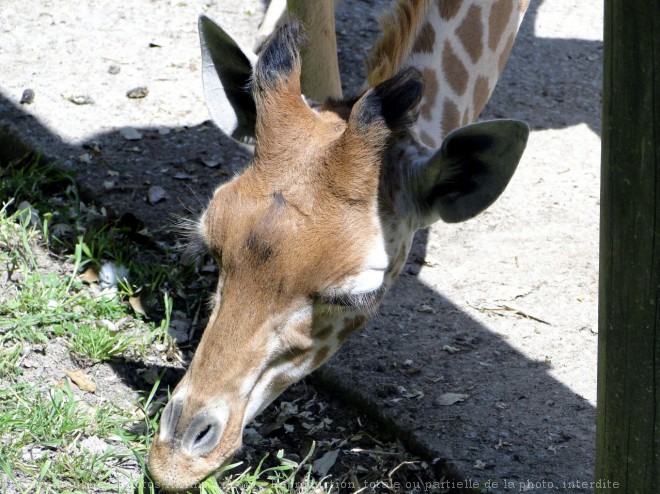 Photo de Girafe