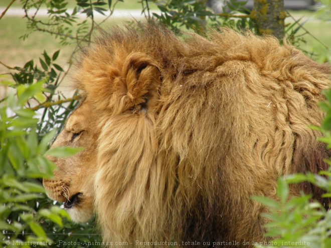 Photo de Lion