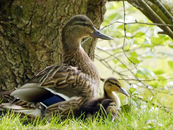 Photo de Canard colvert