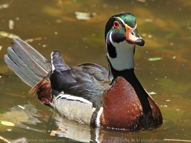 Photo de Canard carolin