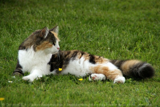 Photo de Chat domestique