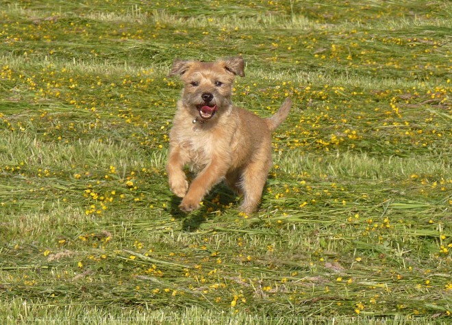 Photo de Border terrier