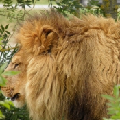 Photo de Lion