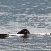 Photo de Chien de terre-neuve