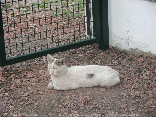 Photo de Chat domestique