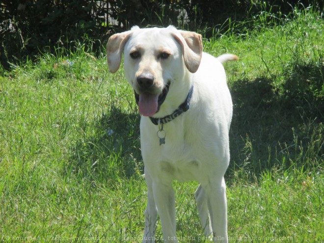 Photo de Labrador retriever