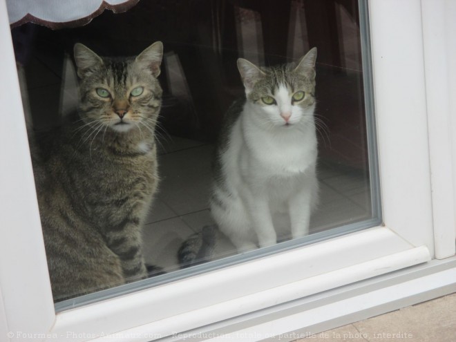 Photo de Chat domestique