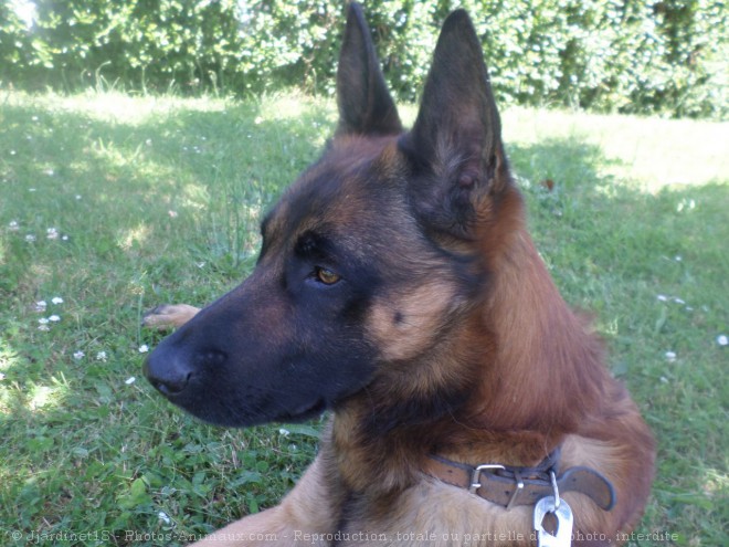 Photo de Berger belge malinois