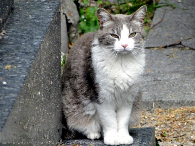 Photo de Chat domestique