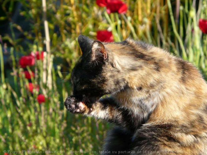 Photo de Chat domestique