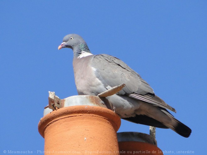 Photo de Pigeon - ramier