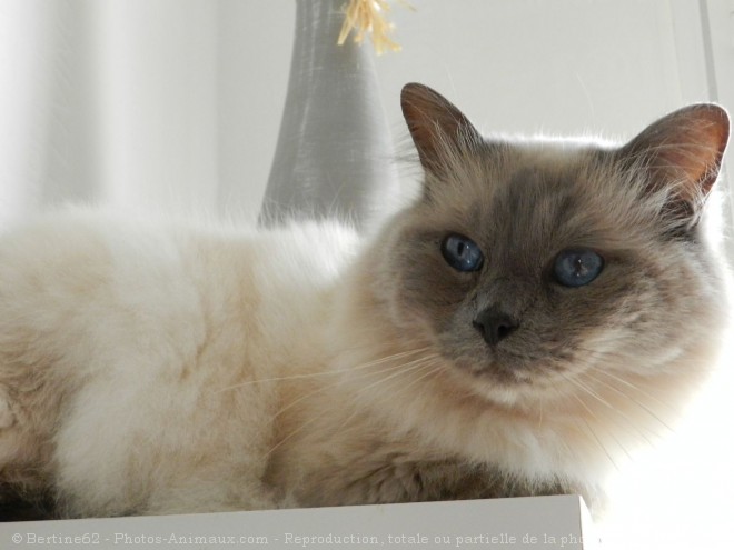 Photo de Ragdoll