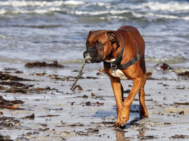 Photo de Boxer