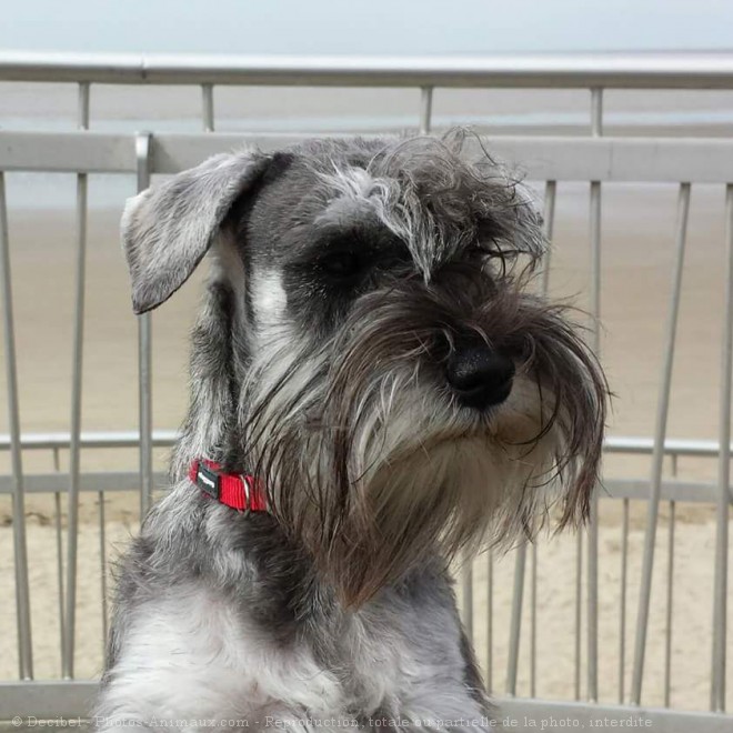 Photo de Schnauzer nain