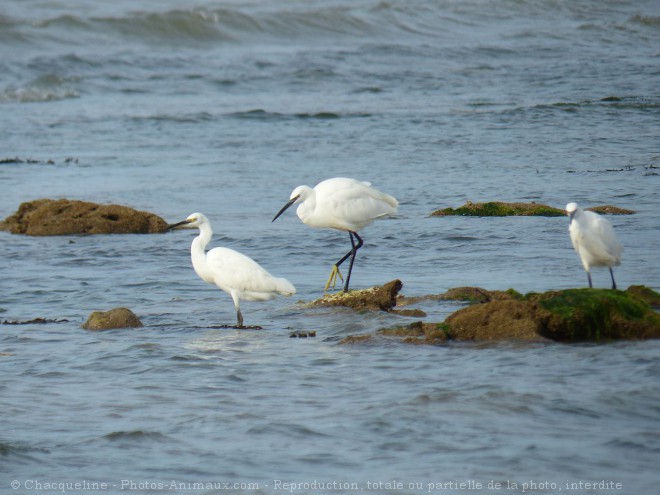 Photo d'Aigrette