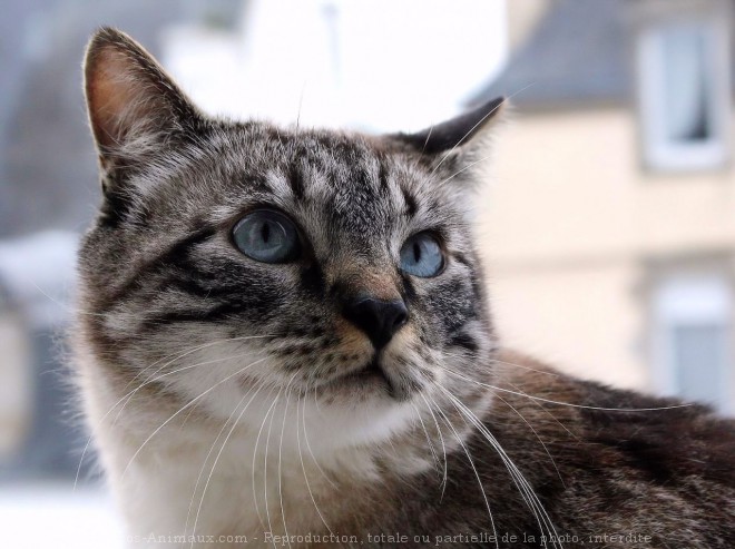 Photo de Chat domestique