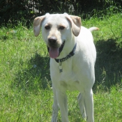 Photo de Labrador retriever