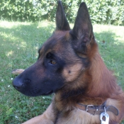 Photo de Berger belge malinois