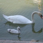 Photo de Cygne