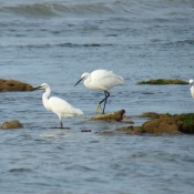 Photo d'Aigrette