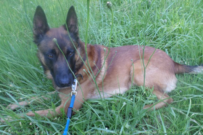 Photo de Berger belge malinois