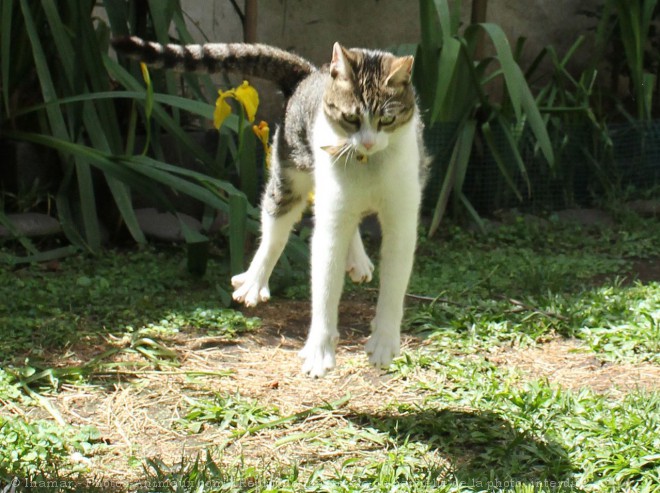 Photo de Chat domestique