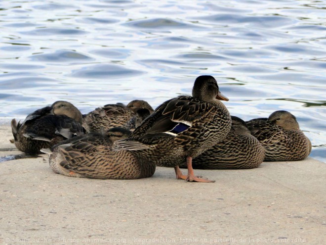 Photo de Canard colvert