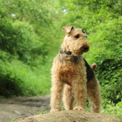 Photo d'Airedale terrier