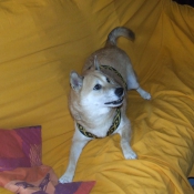 Photo de Shiba