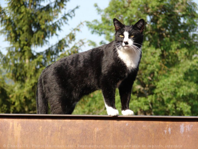 Photo de Chat domestique