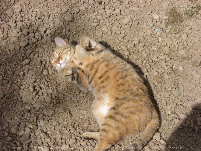 Photo de Chat domestique