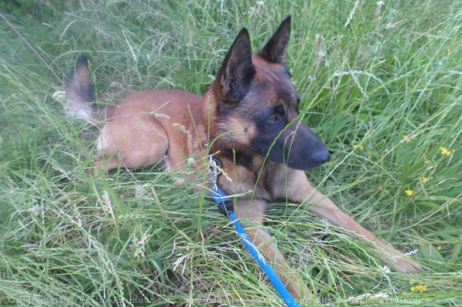 Photo de Berger belge malinois