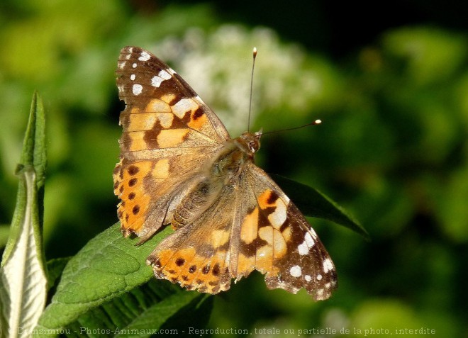 Photo de Papillon