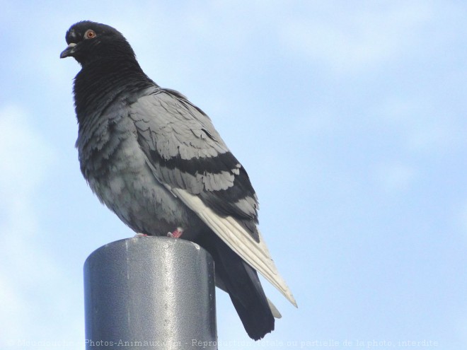 Photo de Pigeon