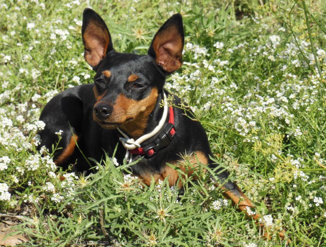 Photo de Pinscher nain