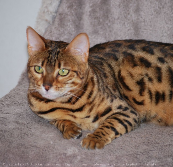 Photo de Bengal