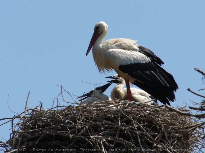 Photo de Cigogne