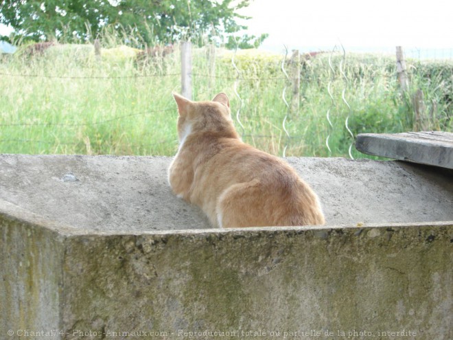 Photo de Chat domestique