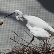 Photo d'Aigrette