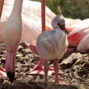 Photo de Flamand rose