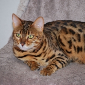 Photo de Bengal